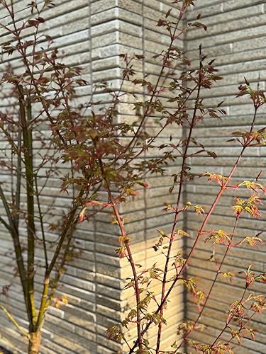 Amazon.co.jp: ヤマモミジ 山もみじモミジ苗 山紅葉苗木 1本庭木植木の